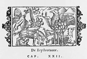ERYTHROTAO