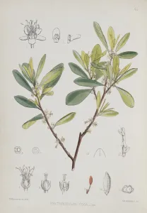 Coca Prints: Erythroxylon coca, coca