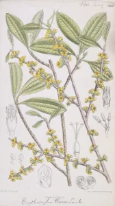 Coca Prints: Erythroxylum coca, coca