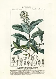 Images Dated 17th March 2020: Erythroxylum laurifolium