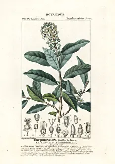 Dizionario Gallery: Erythroxylum laurifolium