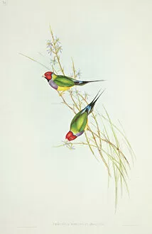 Passeriformes Collection: Erythrura gouldiae, Gouldian finch