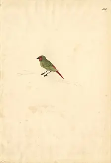 Johann George Adam Prints: Erythrura psittacea, red-throated parrotfinch