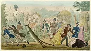 Consternation Prints: Escaped Kangaroo