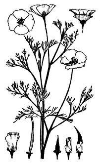 Midgley Collection: Escholtzia