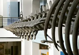 Eschrichtius robustus, gray whale