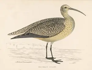 Eskimo Curlew (Morris)