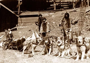 Worlds Collection: Eskimo dog team St. Louis World's Fair USA in 1904