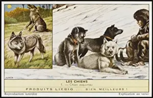 Eskimo Dogs