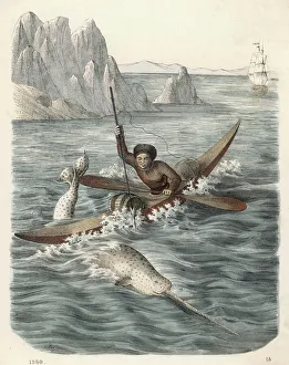 Paddle Gallery: Eskimo Hunts a Narwhal