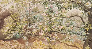 Watercolour Gallery: Espalier Apple Blossom