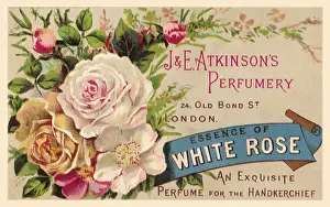 Essence Prints: Essence of White Rose Date: 1880