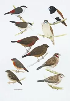 Amandava Collection: Estrildid finches