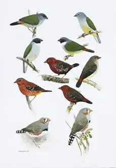 Estrildid finches