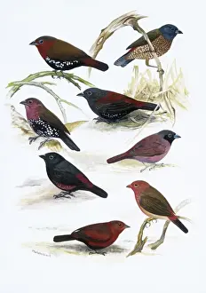 Estrildid finches