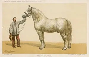 Etalon Mulassier