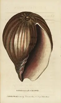 Ethiopian crown shell, Dolium species