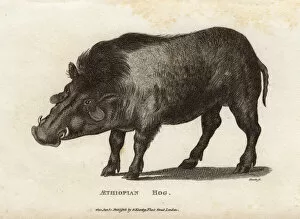 Wooded Collection: Ethiopian Giant Forest Hog