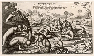 Accounts Collection: Ethiopian Monkeys