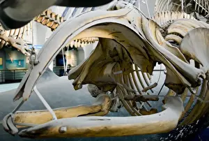 Right Prints: Eubalaena glacialis, black right whale