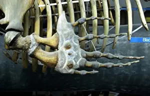 Lateral View Prints: Eubalaena glacialis, northern right whale