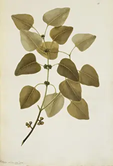 Malvidae Prints: Eucalyptus alba, gum tree