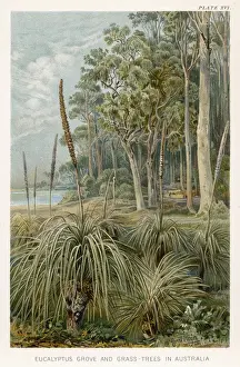 Eucalyptus Prints: EUCALYPTUS FOREST