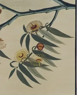Myrtales Prints: Eucalyptus globulus, Tasmanian blue gum