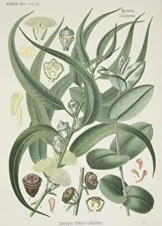 Malvidae Prints: Eucalyptus globulus, Tasmanian bluegum