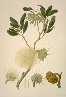 Malvidae Prints: Eucalyptus lehmanni, bushy yate
