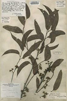 Quercus Gallery: Eucalyptus obliqua, Australian oak