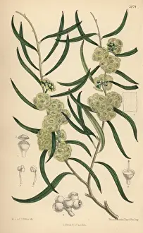 Matilda Prints: Eucalyptus stricta, native of New South Wales, Australia