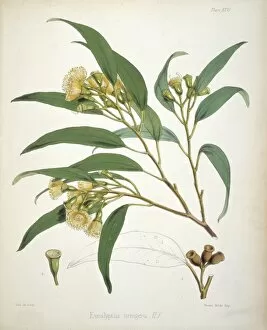 Sir Joseph Dalton Gallery: Eucalyptus urnigera, eucalyptus