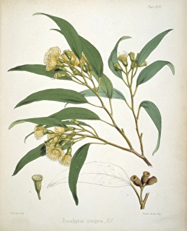 Sir Joseph Dalton Gallery: Eucalyptus urnigera, eucalyptus