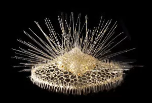 Images Dated 14th January 2003: Eucecryphalus schultzei, radiolarian