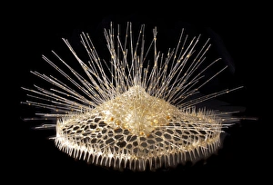 Rhizaria Collection: Eucecryphalus schultzei, radiolarian