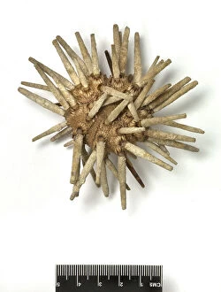 Folklore Collection: Eucidaris tribuloides, sea urchin