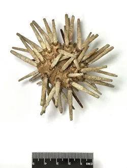 Spike Prints: Eucidaris tribuloides, sea urchin