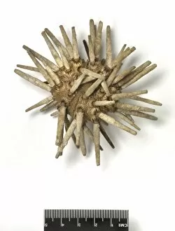 Spine Gallery: Eucidaris tribuloides, sea urchin