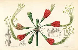 Barclay Gallery: Eucrosia eucrosioides
