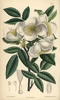 Matilda Prints: Eucryphia pinnatifolia, white flowered shrub native to Chile