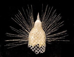 Rhizaria Collection: Eucyrtidium cranoides, radiolarian