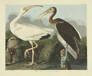 Crustacea Prints: Eudocimus albus, white ibis