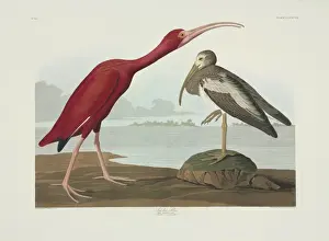 Immature Prints: Eudocimus ruber, scarlet Ibis