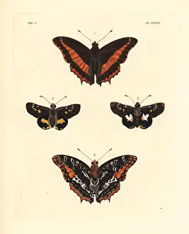 Comus Prints: Eudoxus charaxes and western nightfighter