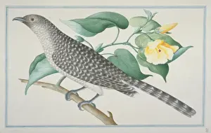 Eudynamys scolopaceus, common koel