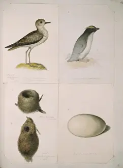 Jonathan Prints: Eudyptes pachyrhynchus, Fiordland penguin