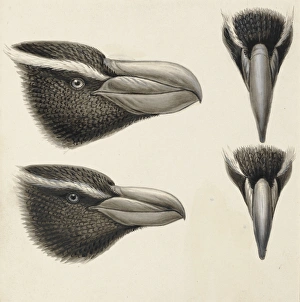 Eudyptes robustus, snares penguin, E. pachyrhynchus, Fiordla Eudyptes robustus, snares penguin, E. pachyrhynchus, Fiordla