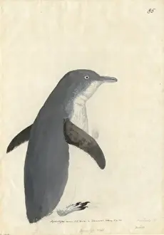 Eudyptula minor, little penguin
