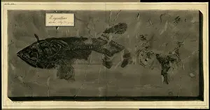 Lyme Prints: Eugnathus chirotes Agassiz